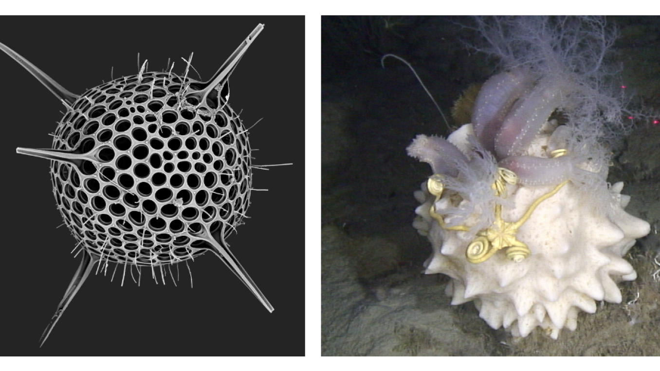 Marine organisms are beautiful, fantastic experts in lightweight construction